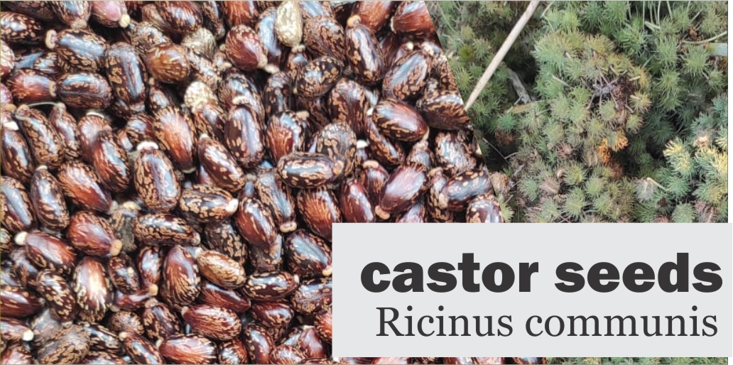 buy castor seeds